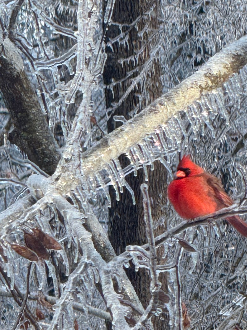 A vibrant red Cardinal perched in ice covered tree branches